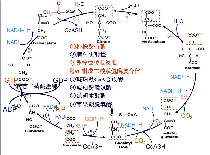 老年人轻微脑萎缩怎么预防,老年人脑萎缩吃什么药有效