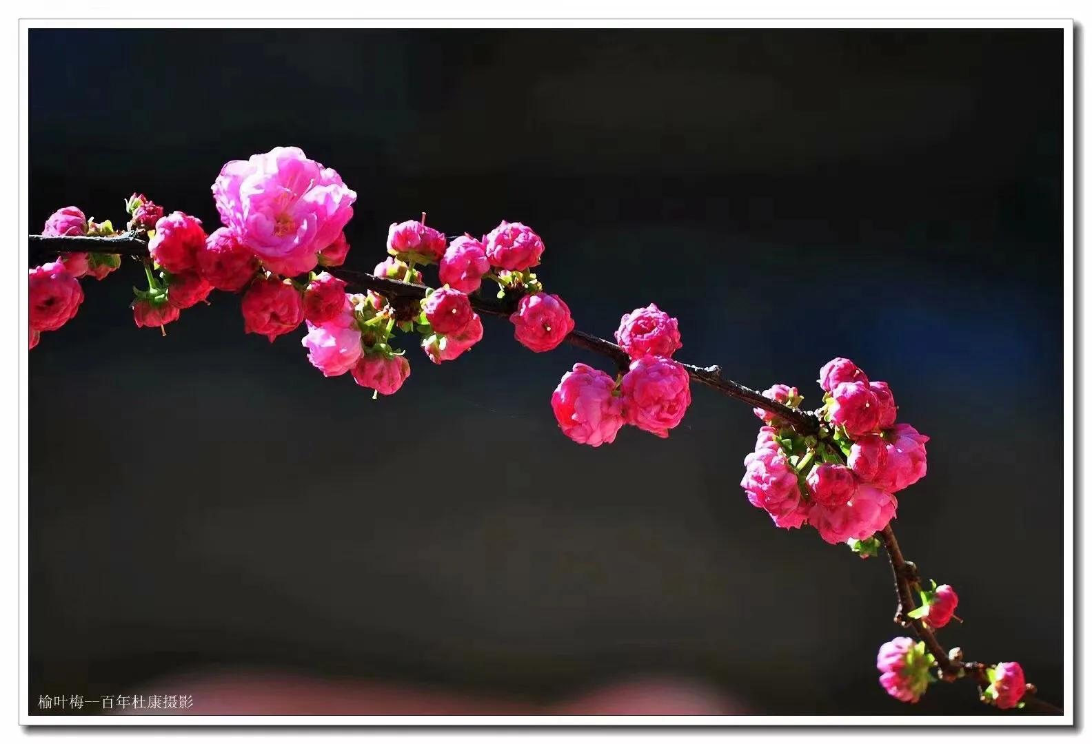 尼康d90是最经典的一款,尼康d9008年价格