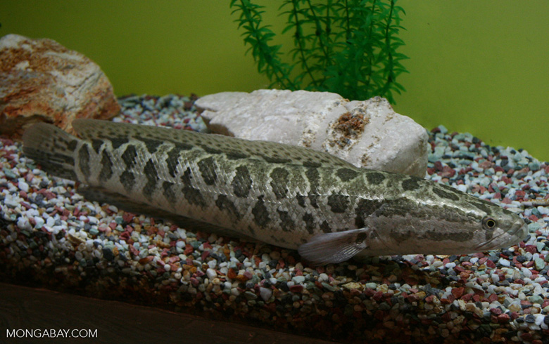 黑龙江鱼类大全名称,黑龙江十大出名鱼排名