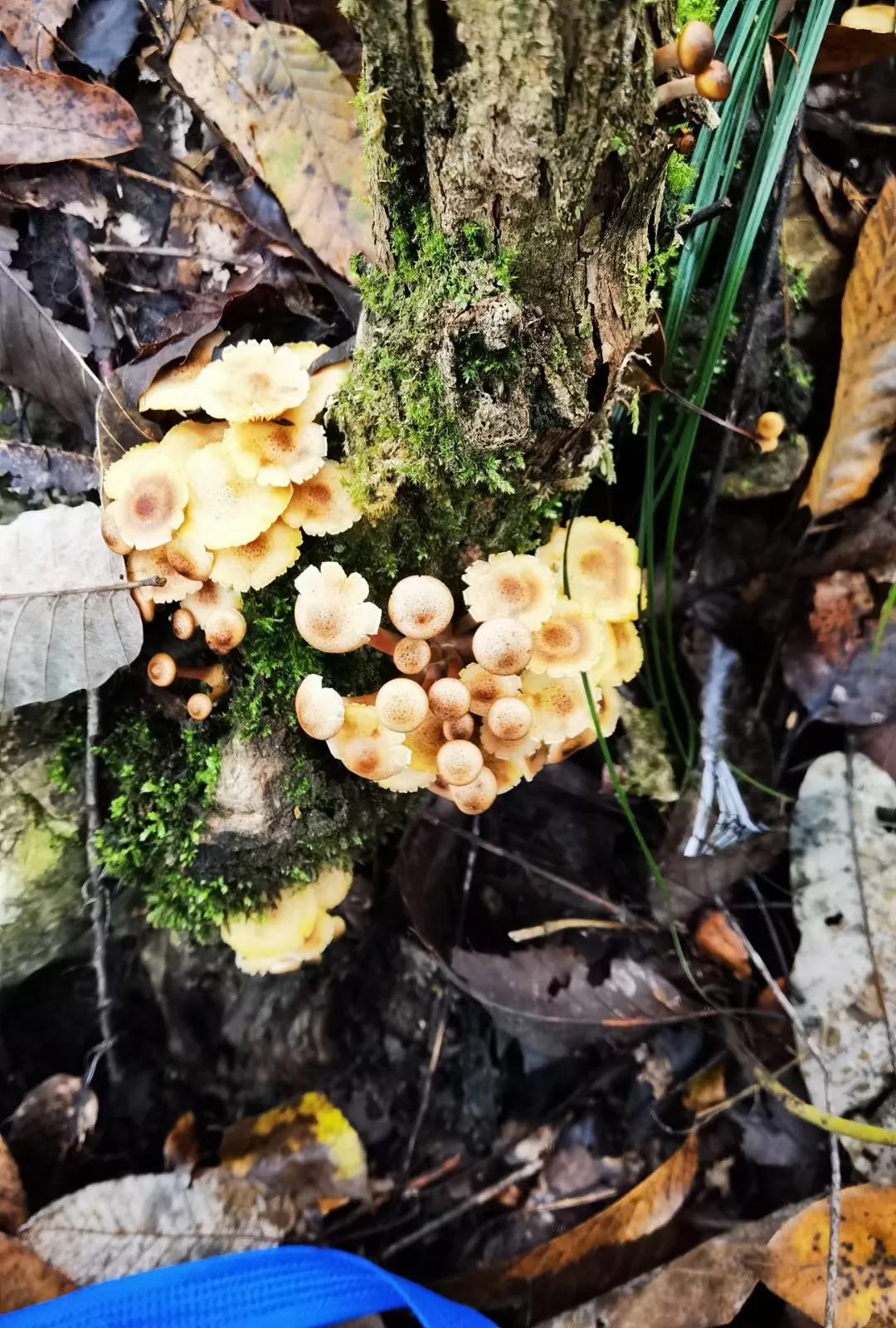 瑗胯棌鏃呮父鏅偣鎺ㄨ崘,钘忓崡椋庢櫙