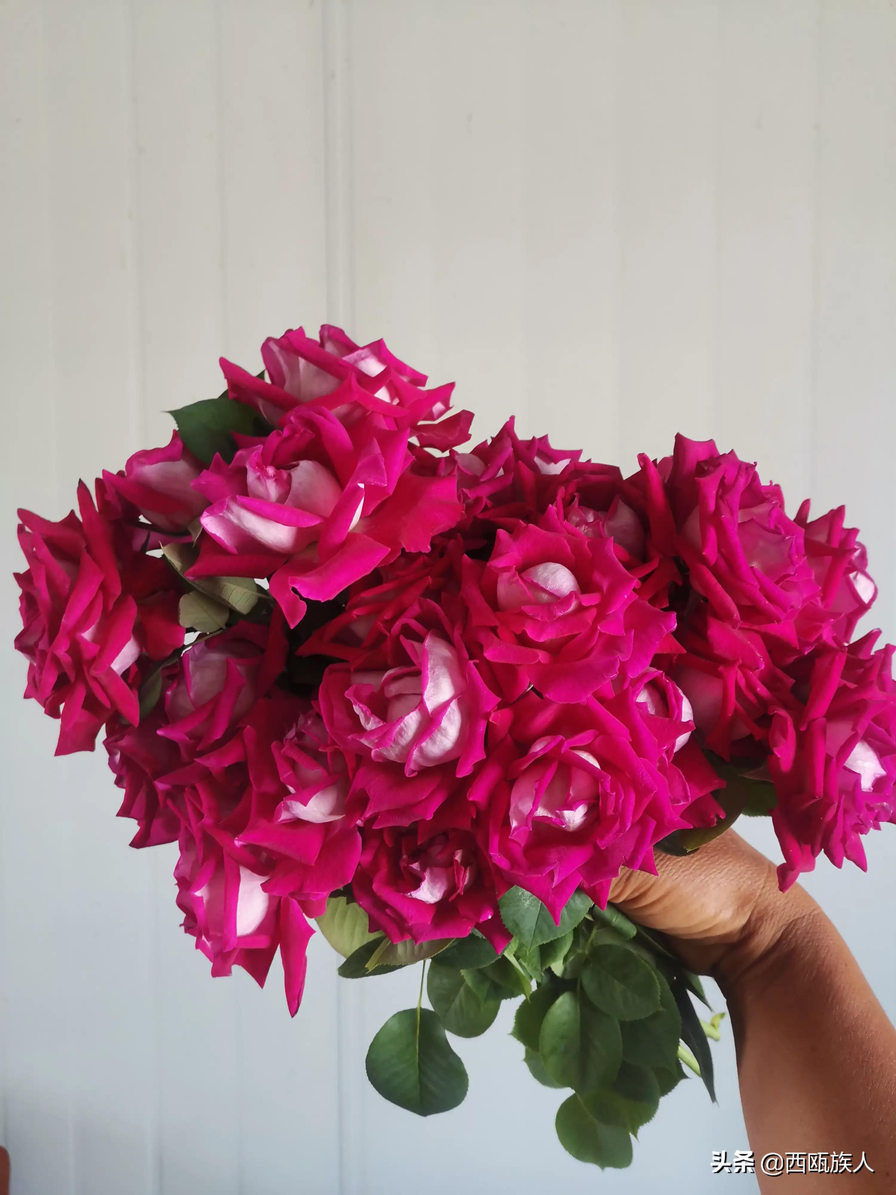 月季花最佳观赏时间,月季花鲜切花养护方法