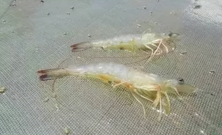南美白对虾常见疾病及处理方法,南美白对虾常见病症图片详解