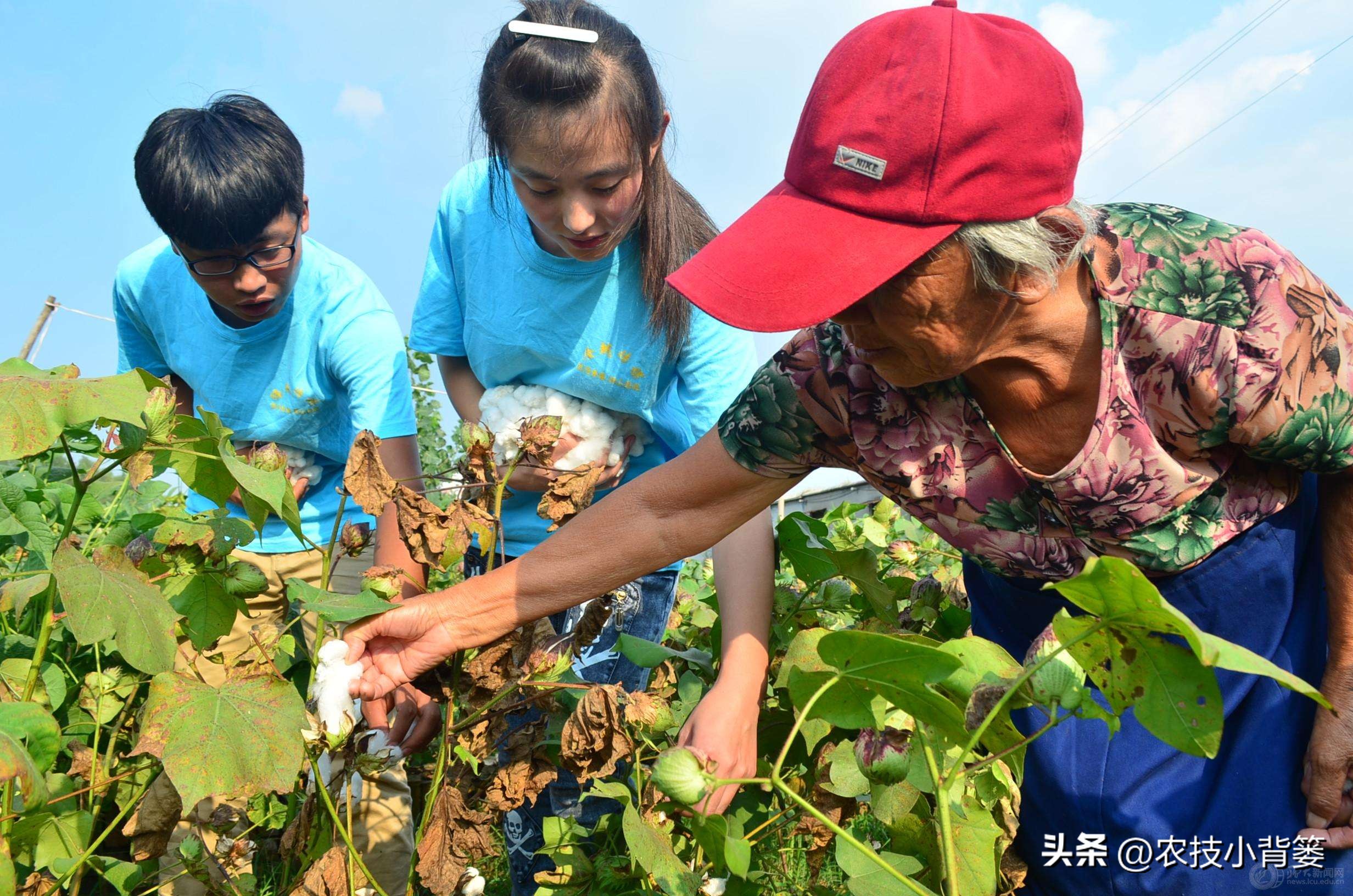 大田作物换茬有什么好处,什么叫轮茬种植