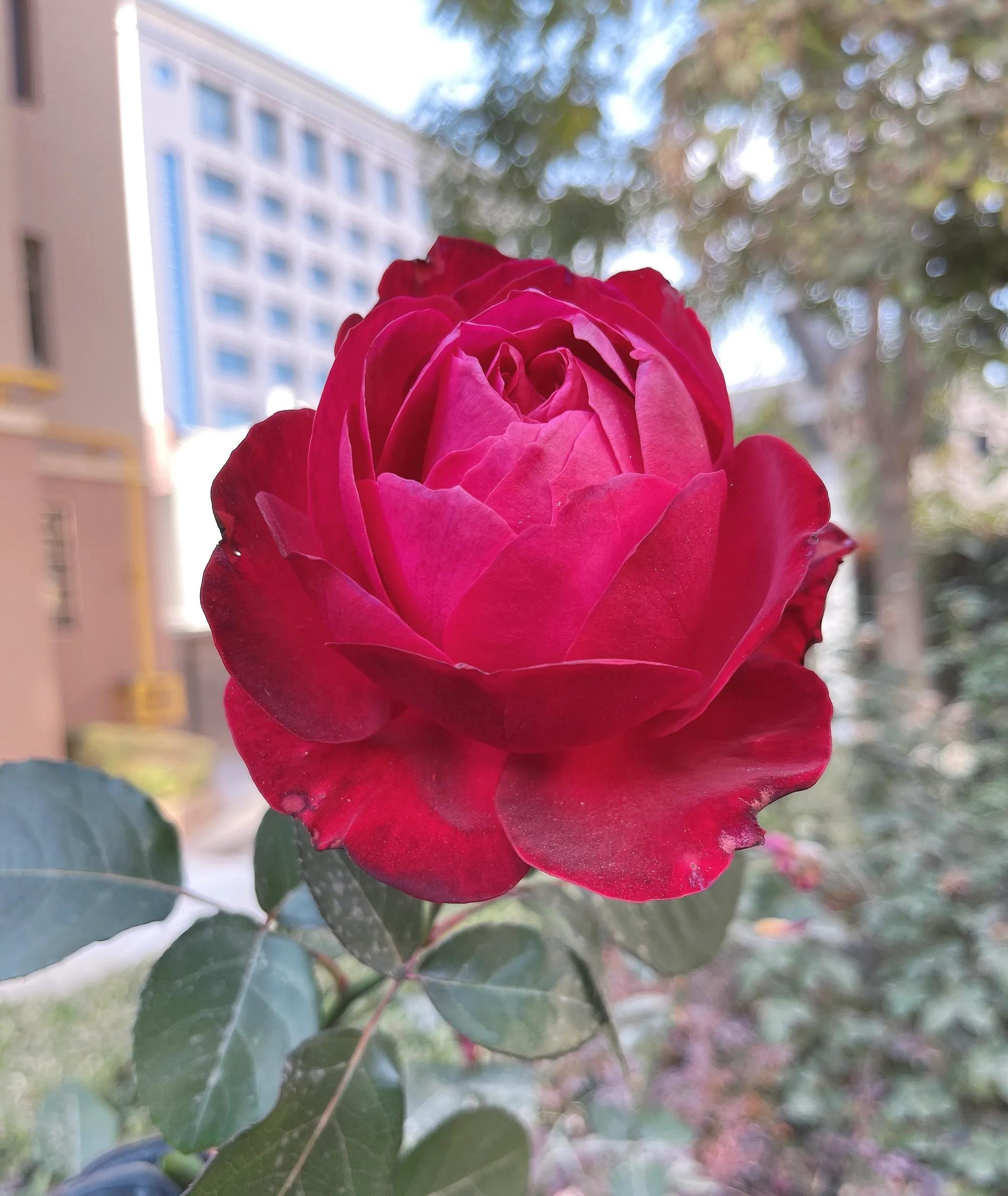 子曰父母唯其疾之忧如何理解,子曰父母惟其疾之忧意思