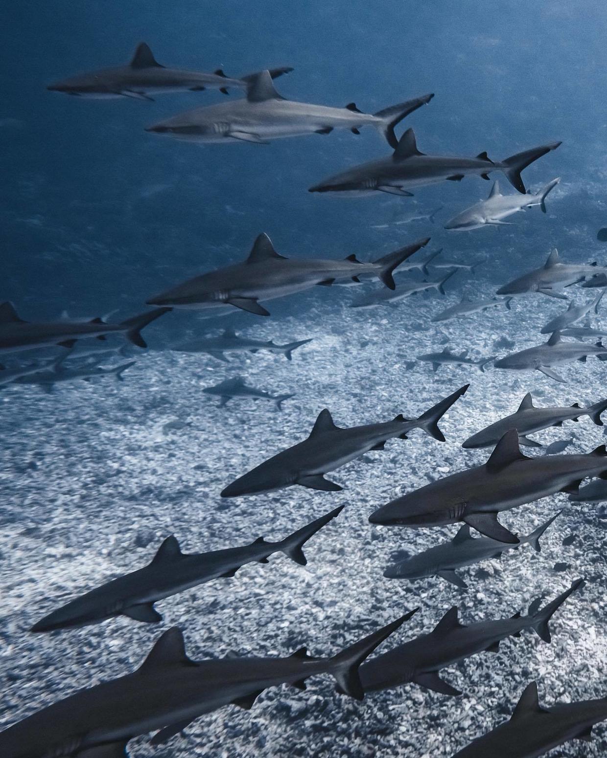 国外美女姐姐海里偶遇一只小鱼，竟引发神奇友谊！网友：前世情人