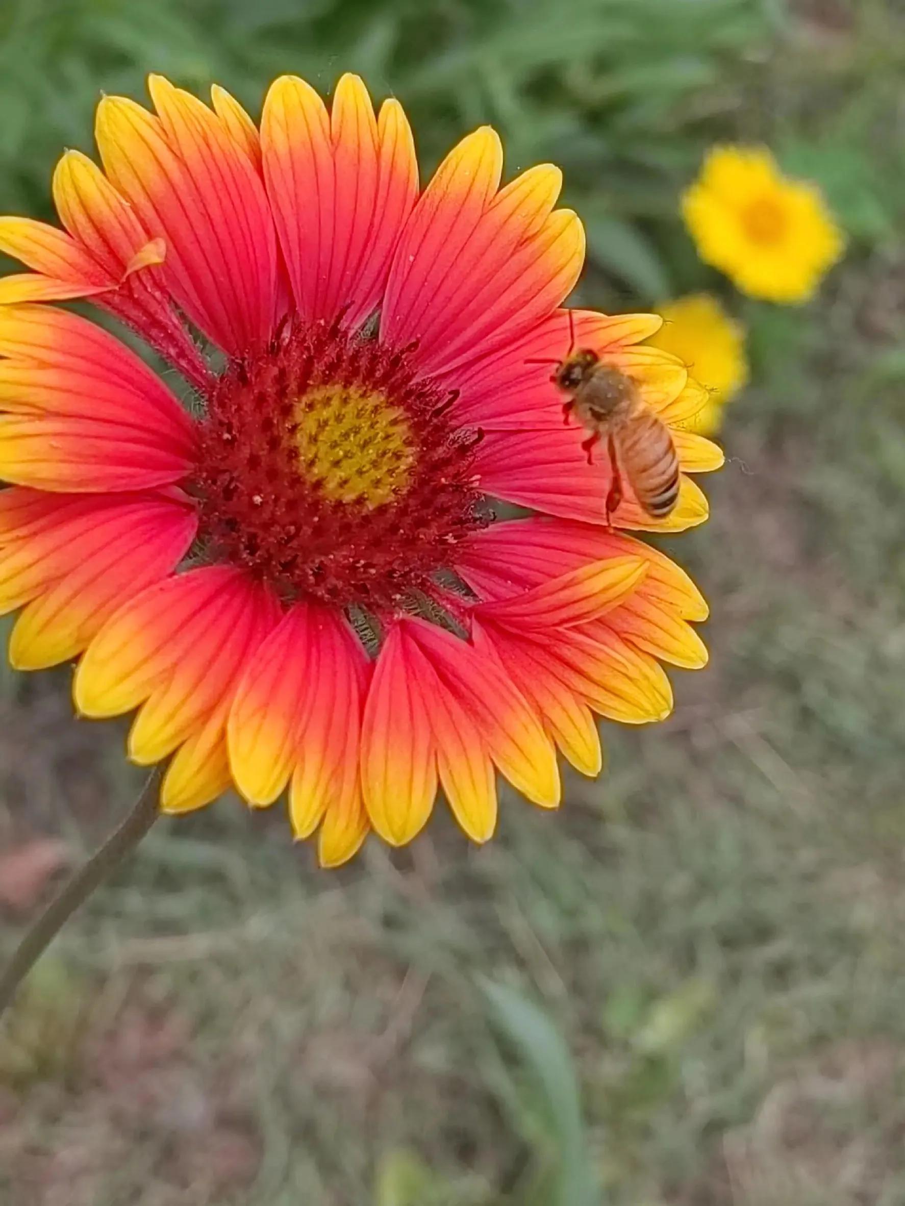 花香醉人蜂蝶起舞,花香蜜蜂舞