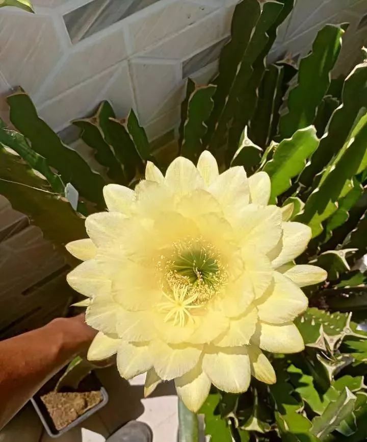 200种·仙人球开花图鉴，大开眼界，美到爆