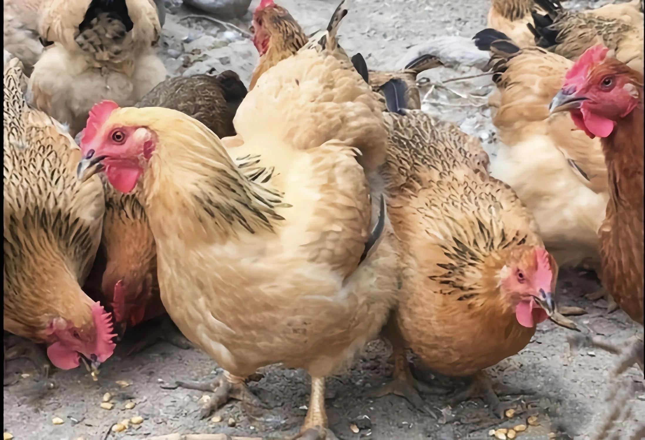 为什么母鸡咯咯叫却不下蛋,母鸡不下蛋也咯咯的叫