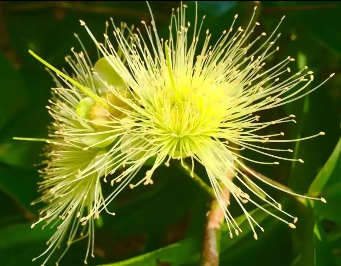 赏花旅游种什么花,春季去公园踏青上百种花让人眼花