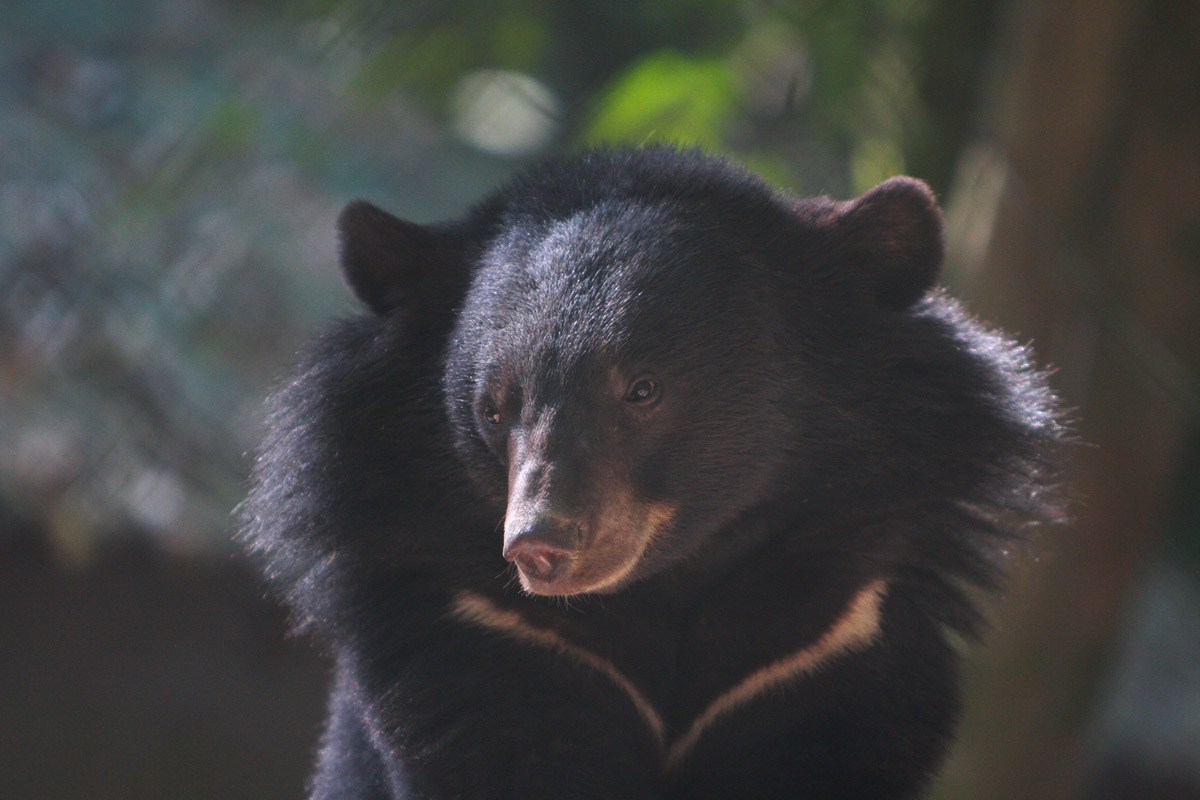 野外遇到熊该装死还是爬树呢,农民山中被熊咬腿没想到熊会爬树