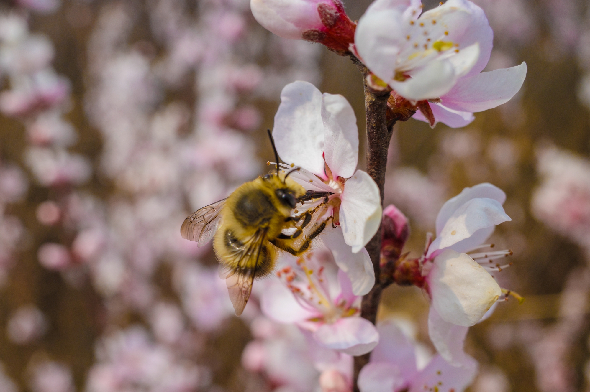 “云”上摄影展丨《徐村*光春**美人勤春来早》