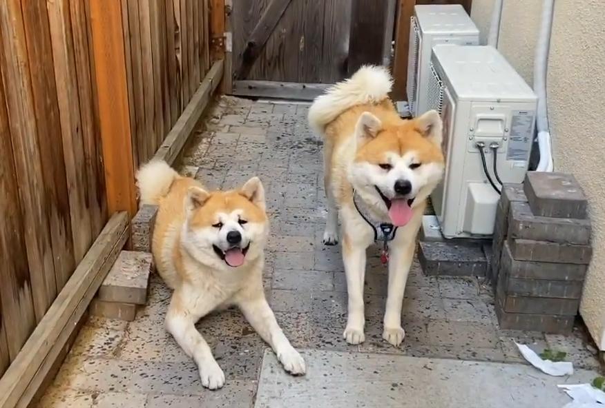 为啥不建议养秋田犬,千万别养秋田犬