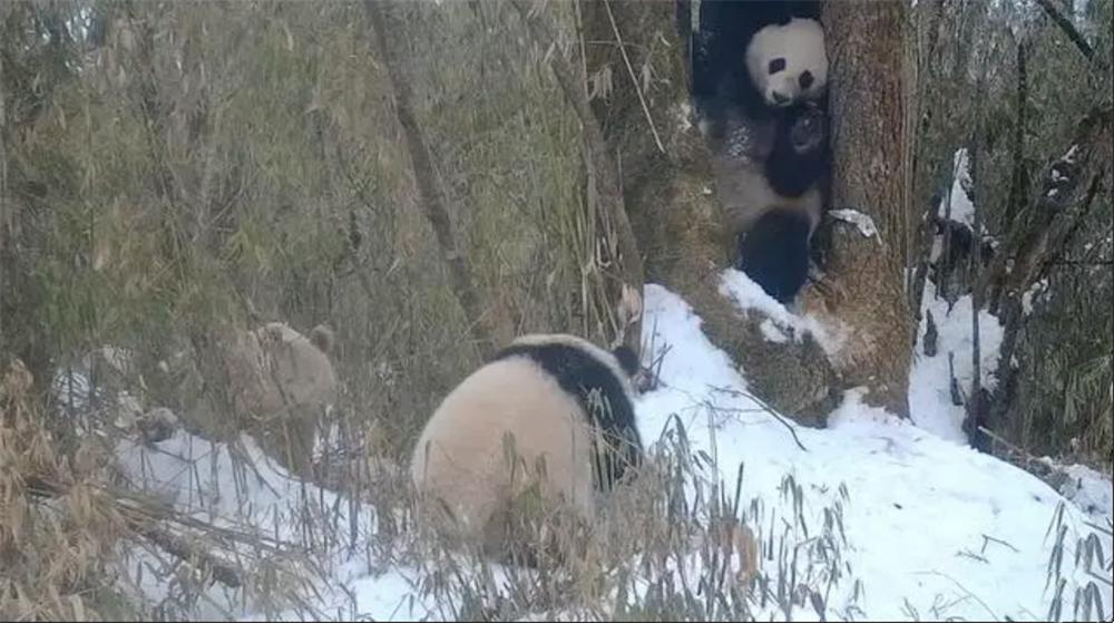 野生大熊猫和圈养大熊猫打架,白色大熊猫与大熊猫罕见同框凶
