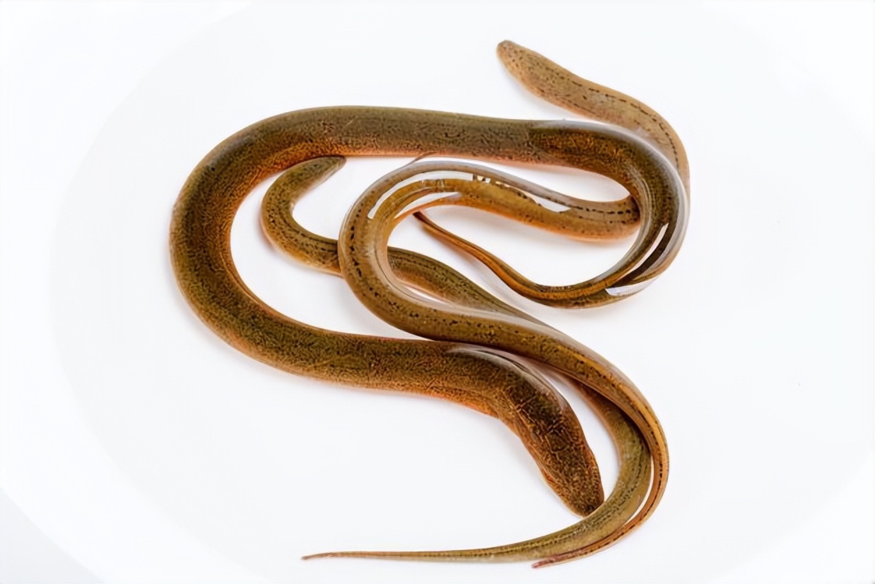 常吃鳝鱼危害,多吃鳝鱼对身体是好还是坏