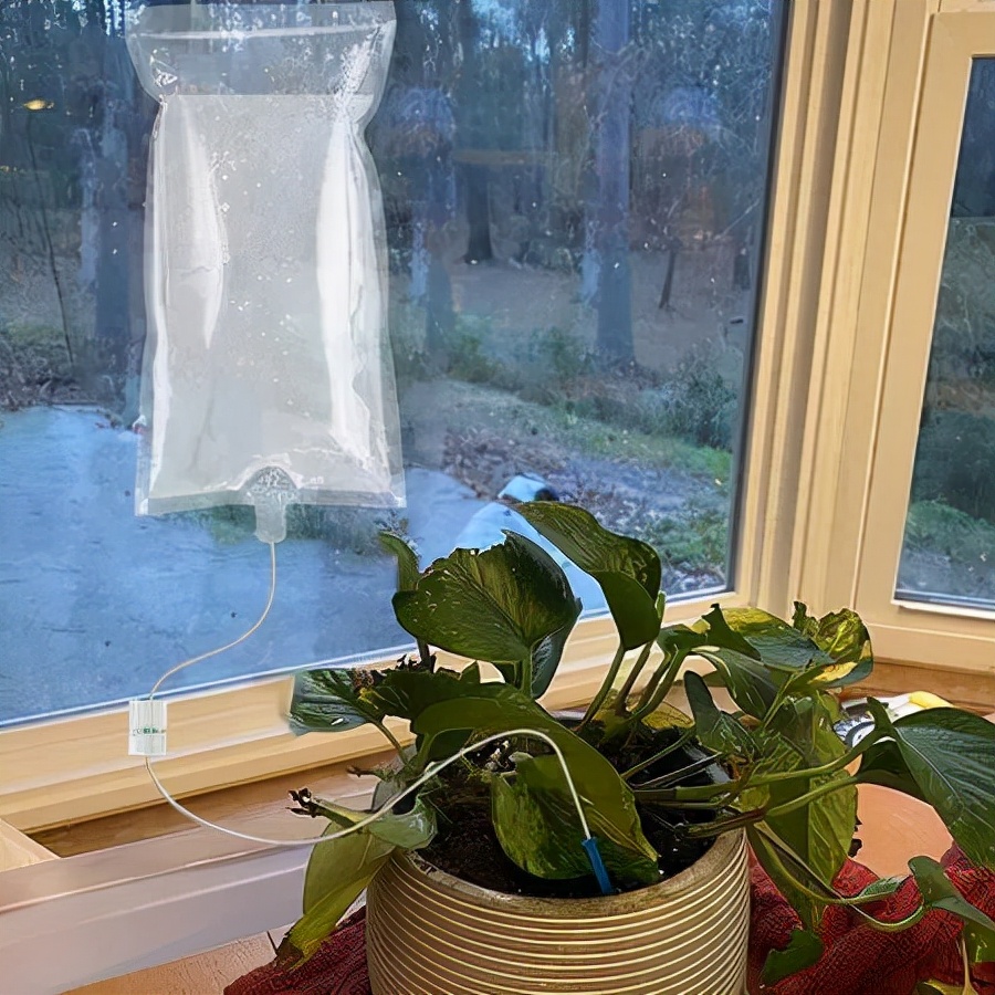 回家过年植物没人浇水怎么办,放假回家植物怎么办