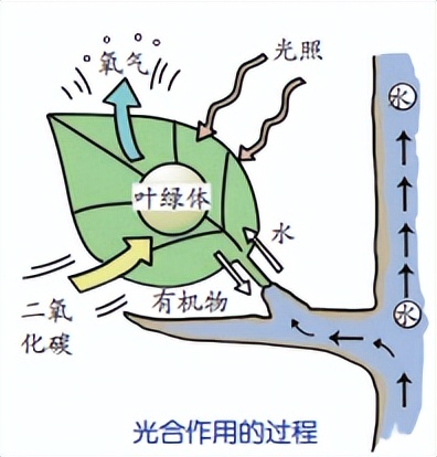 科学知识大全小学生必背,科学知识大全全集