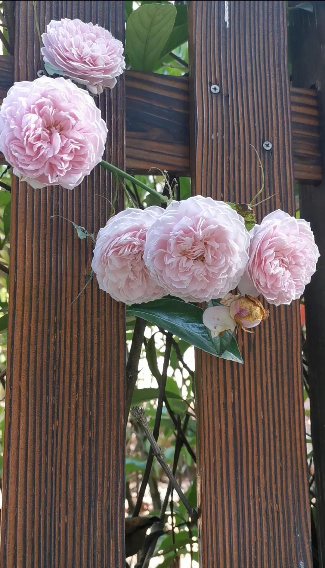 小乙和小乙的日常生活,小乙的平凡生活