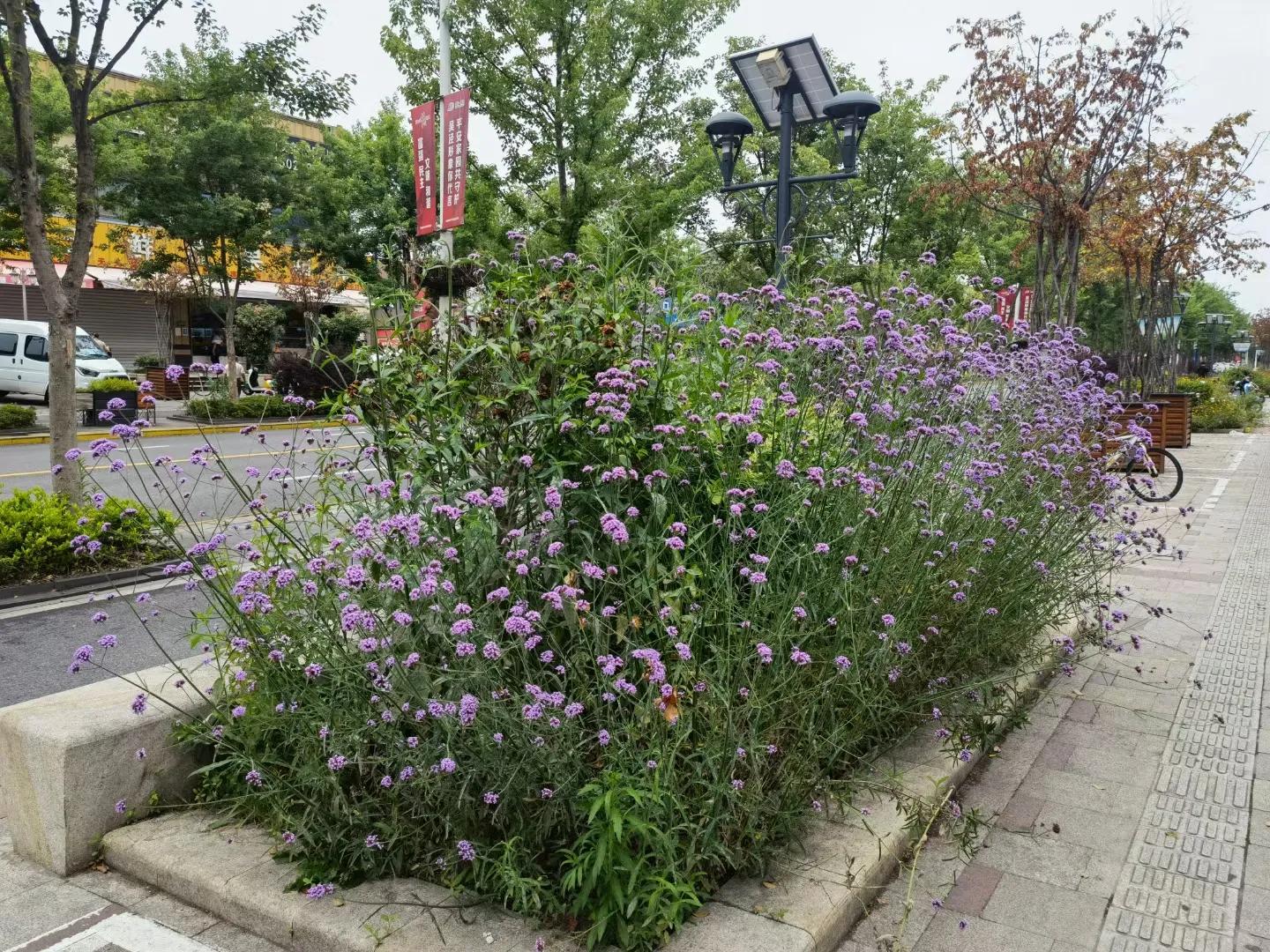 上海兄弟因疫情居家封闭76天，今天终于可以外出四小时