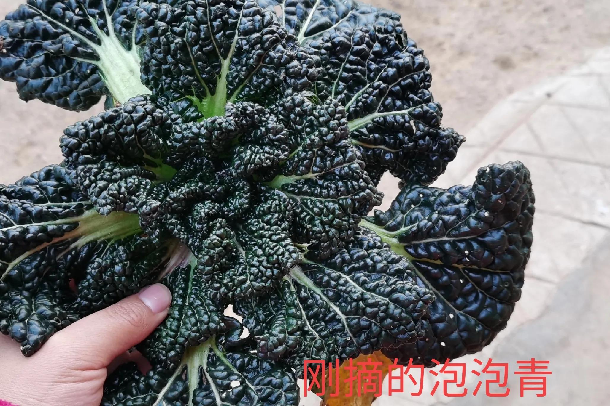 随州泡泡青,随州泡泡青介绍