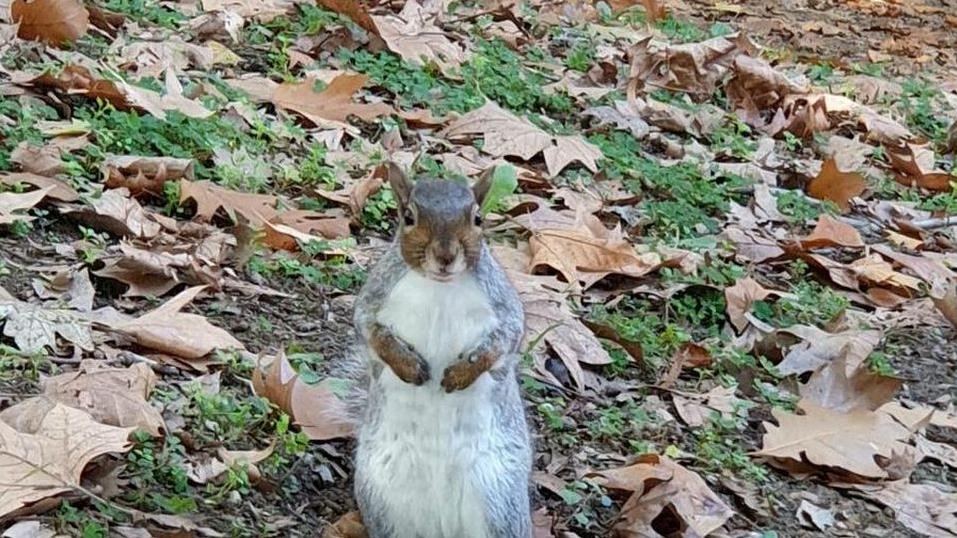 英国嗜血松鼠2天咬伤18人咬到出血!最终被抓起来安乐死
