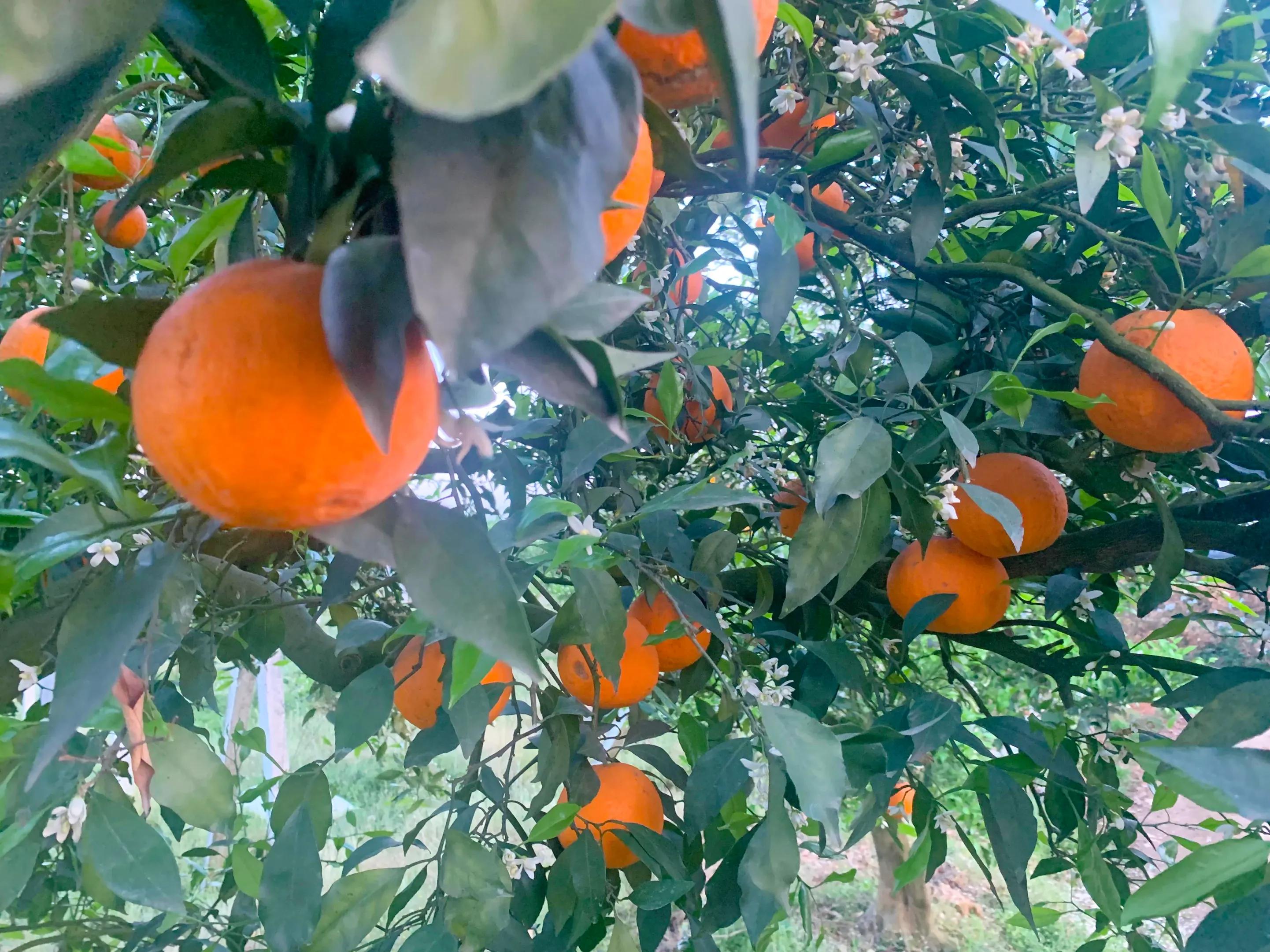 柑橘购买与销售,柑橘买卖