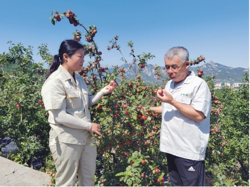 矮化苹果根系,矮化苹果真的会当年结果吗