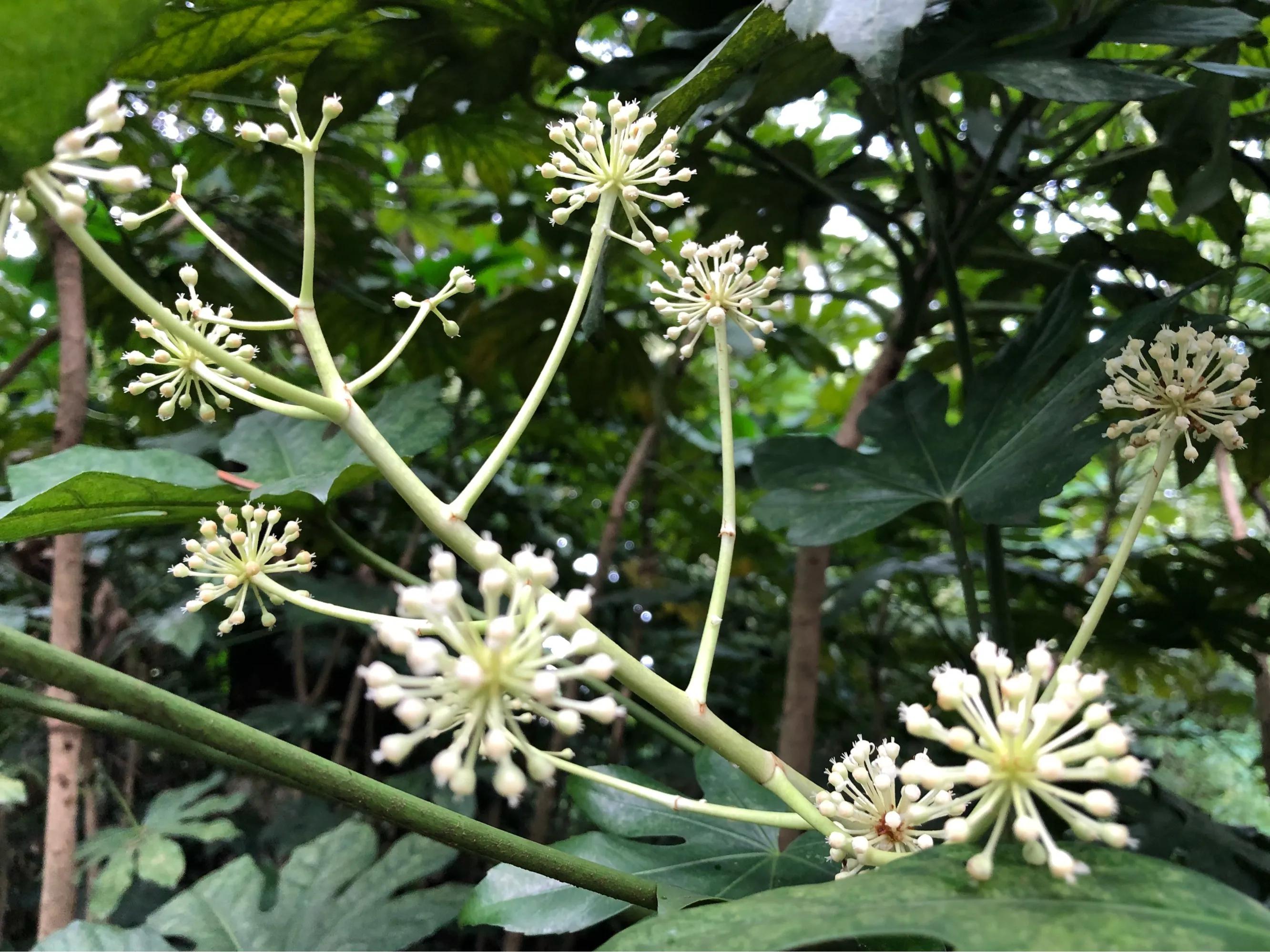 100种迷人的“数字花”,从零到一百万,真是太神奇了