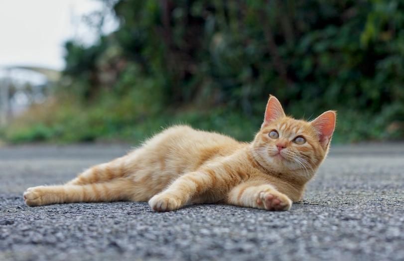 猫超可爱治愈的图片,罕见的流浪猫图片卡通可爱