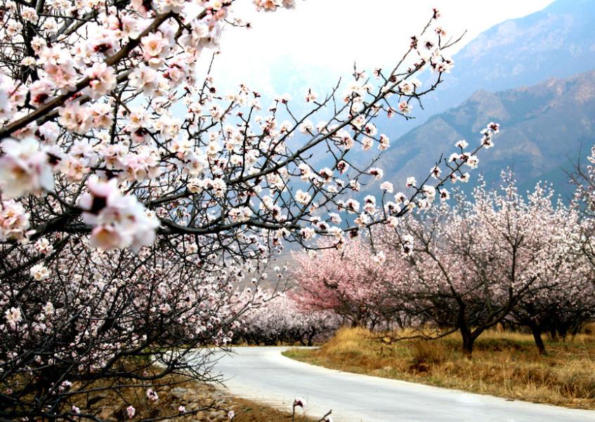 杏花桃花梨花荷花的诗有哪些,关于描写桃花杏花的唯美诗句
