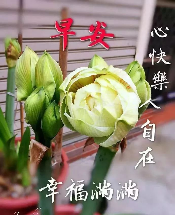 早上好天天问候暖人心,知心人早上好温馨问候语