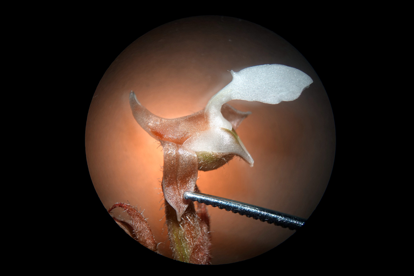 海曙龙观乡深山中首次发现珍稀兰科植物——浙江金线兰