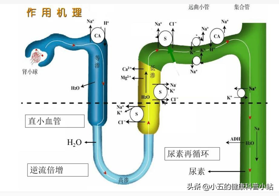 老人慢性心衰的治疗方法,老年人慢性心衰怎么办