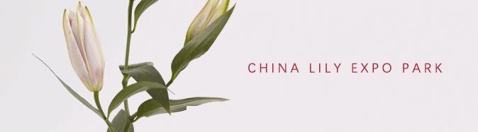 山荷叶·开在山间的魔法精灵，滴落的雨水能让她变得水晶般透明