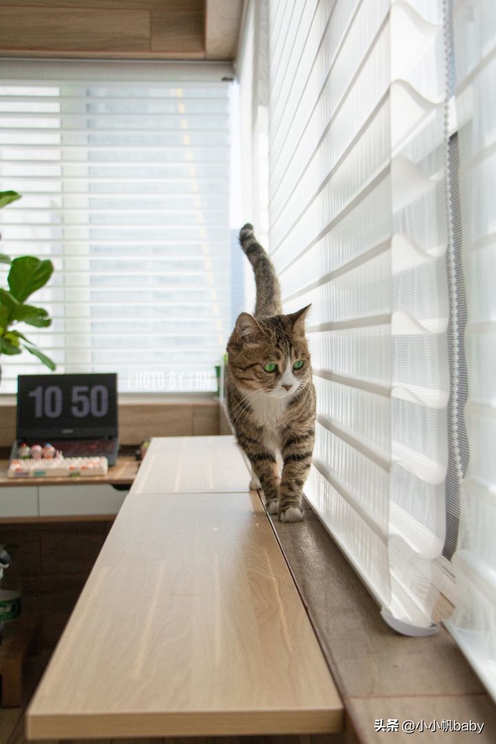 新手养猫铲屎官攻略,新手养猫驱虫知识