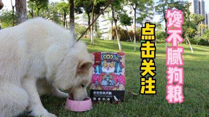 哪种宠物狗卖得最好养,养狗首选这7种狗价格便宜又漂亮