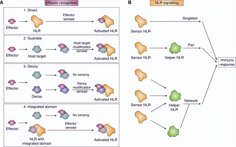 植物抗病基因的研究进展,植物免疫反应调控方法