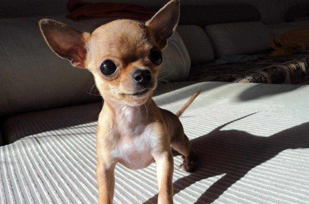 为何养吉娃娃的越来越少了,为什么中国养吉娃娃那么多人喜欢