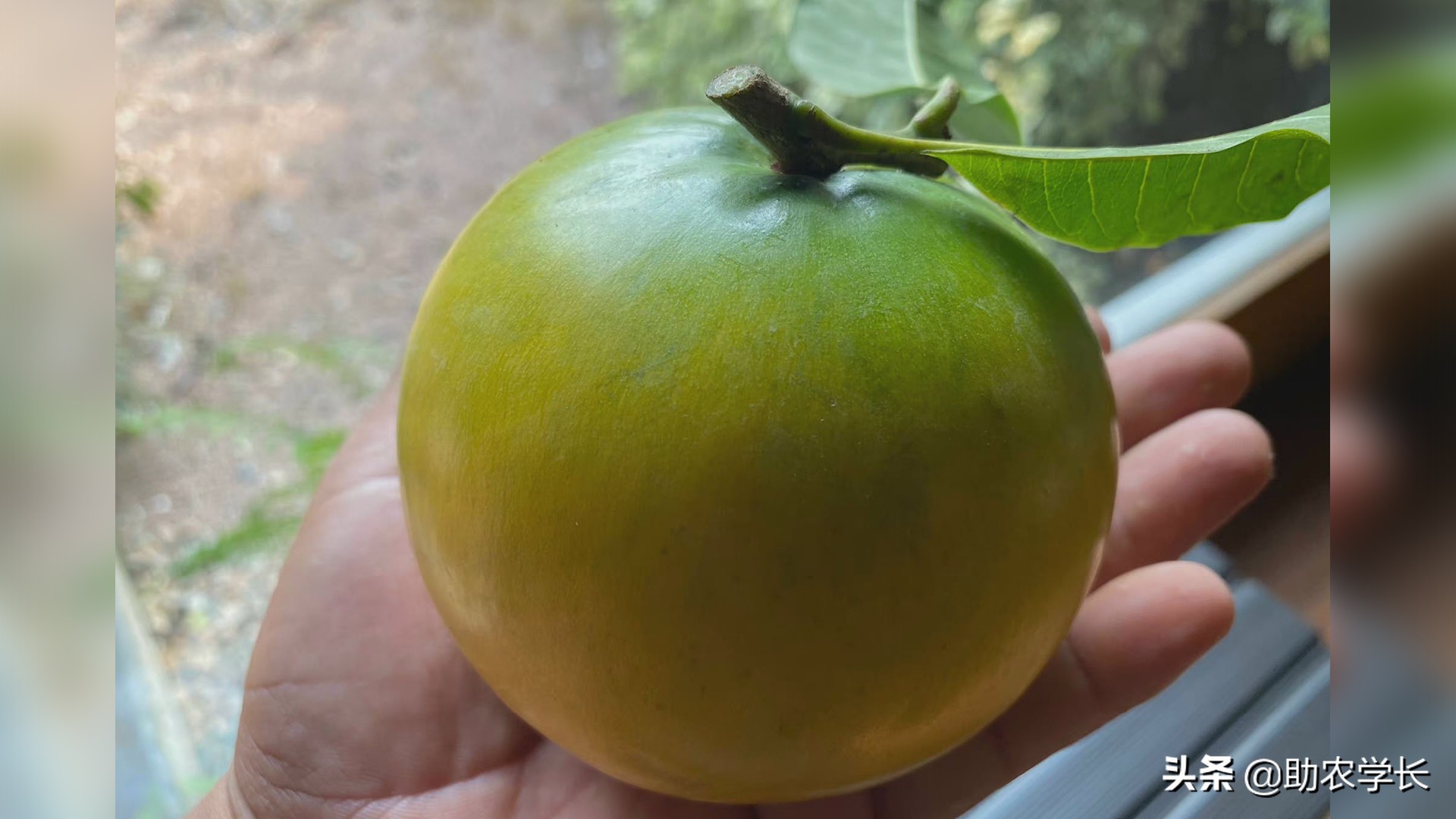 果冻果是什么,果冻果是什么东西