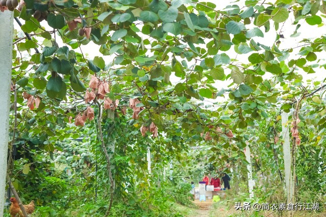 她做保姆这些年之豪门生活完整版,她做保姆的这些年豪门生活之十一