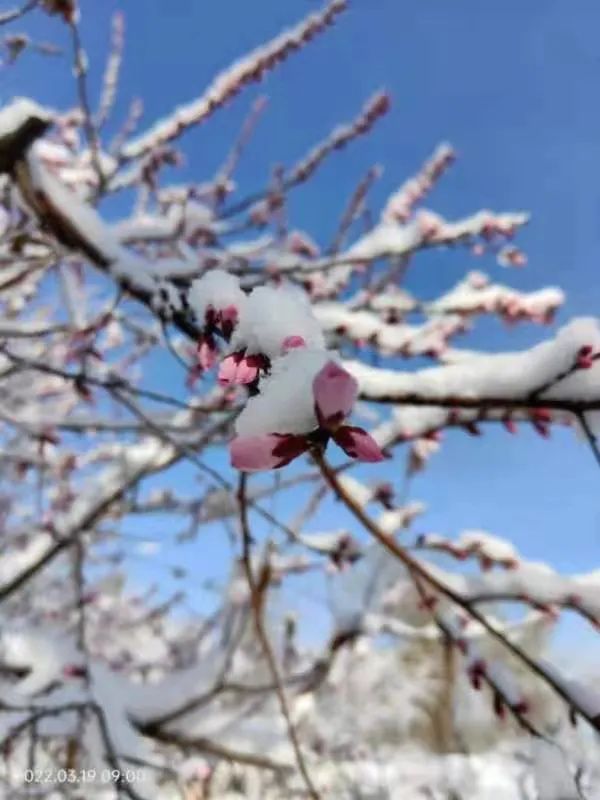 春雪初霁,春雪初霁杏花正芳月上夜吟