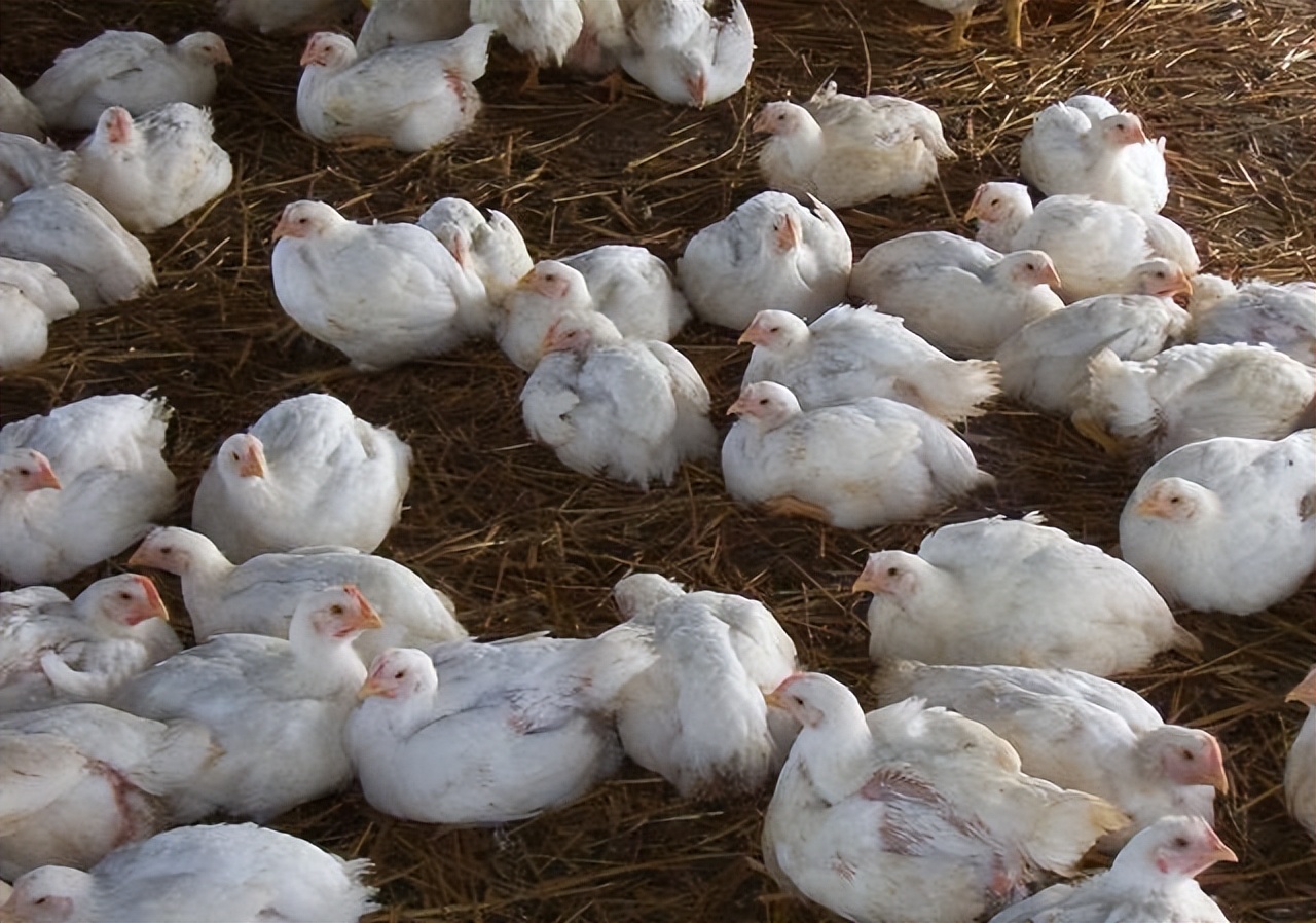 ​禽医刘帆聊鸡光吃不长怎么办鸡光吃不长肉是什么原因​