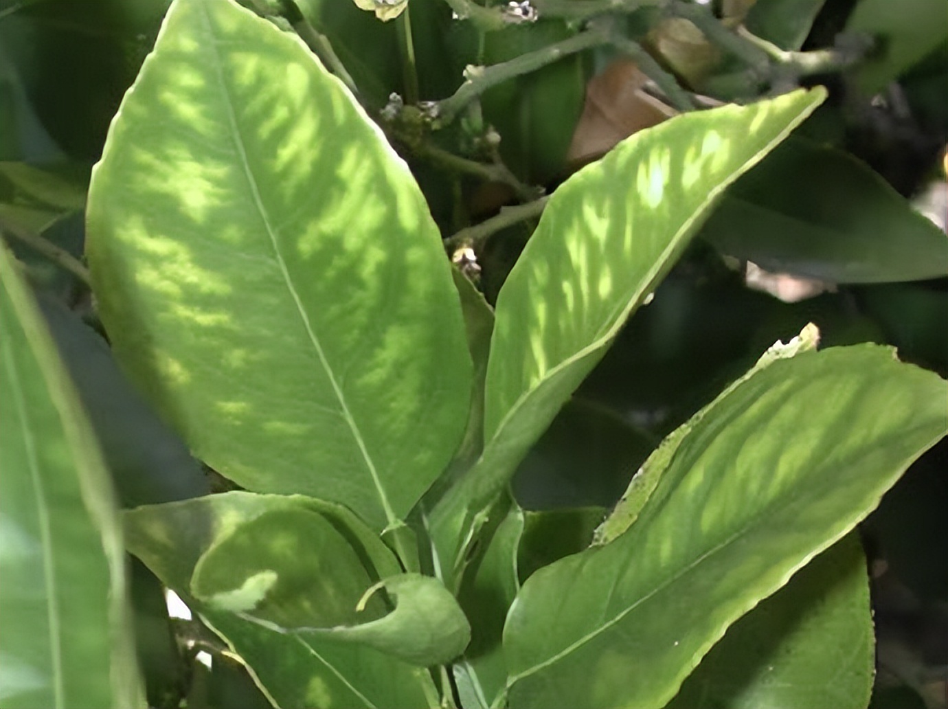 柑橘缺素怎么补救最快,柑橘缺镁怎么矫正最快