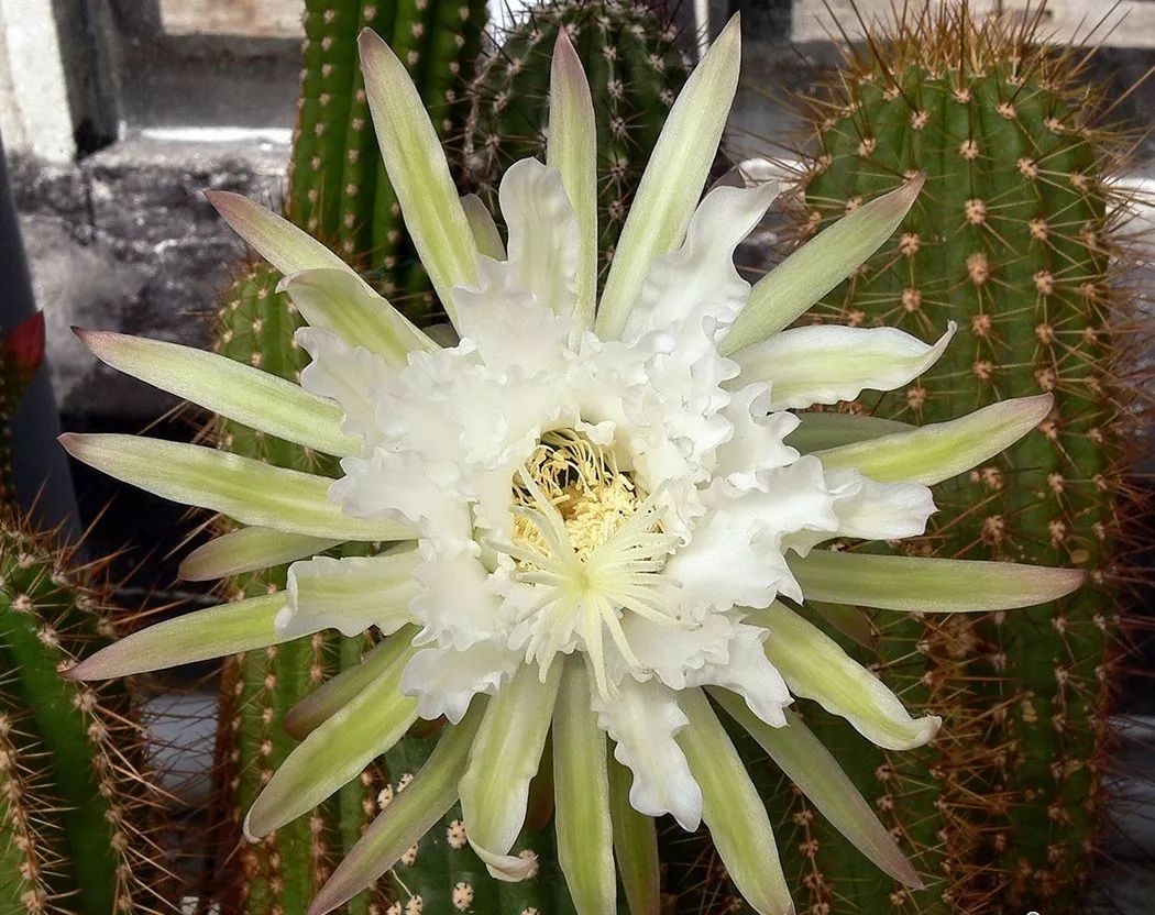 200种·仙人球开花图鉴，大开眼界，美到爆