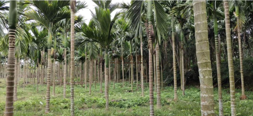 96年海南巨蟒报恩是真实的事吗,96年海南巨蟒为报恩甘愿当保姆