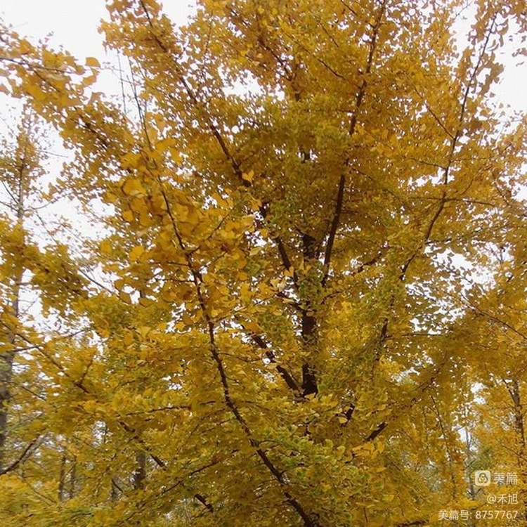 暮秋雅阁微刊第十八期