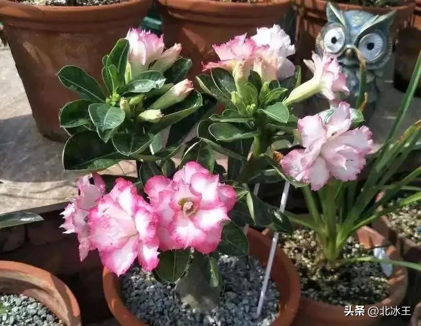 5度花草会冻死吗,5度以下不可露养的多肉