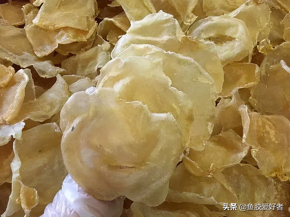 最全鱼胶品种大全,目前最好的鱼胶品种