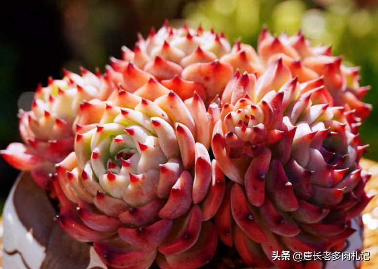 多肉小苗如何快速养大,怎么把多肉小苗养得粗壮