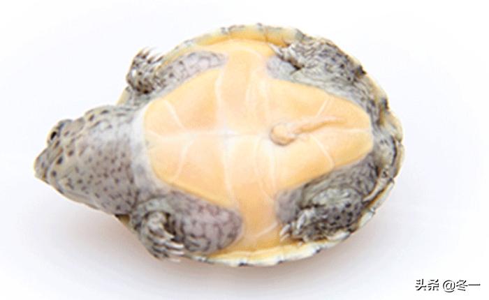 乌龟初学者,乌龟新手入门教程视频