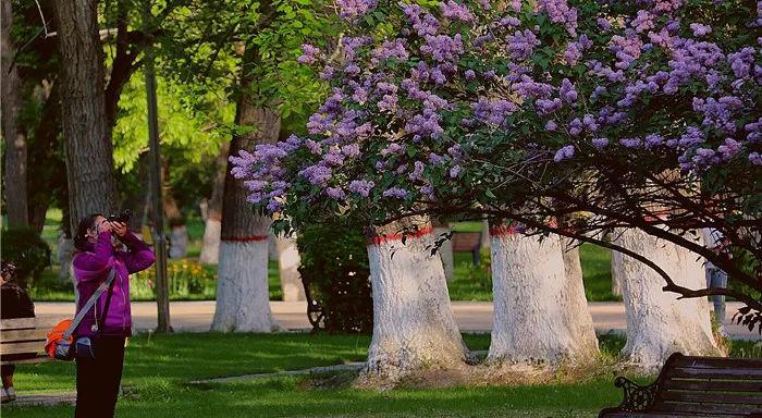 塔城赏花节,叮咚您有一份省钱攻略请收好